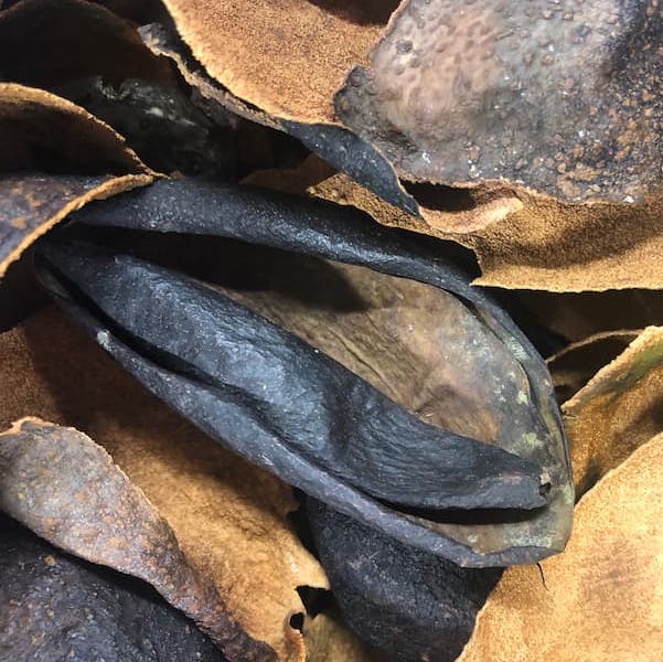 Fenêtre couverte de feuilles Pelures d'avocats